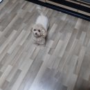 한다라이