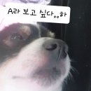 더허 이미지