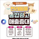 고양이입양소 | 고양이분양 광고, 단순히 예쁜 사진으로는 절대 팔리지 않는다