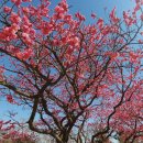 다압면 섬진강 매화마을 인근 이미지