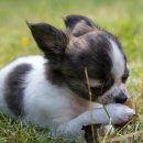 바나나동물병원 이미지