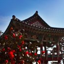 서천 마량리 동백나무 숲 이미지