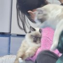익산 고양이카페 아이캣유 이미지
