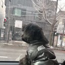 더, 포근 | 광주 남구 서동 애견미용실 &#34;더, 포근&#34; 후기