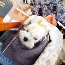 제주도 애견동반 여행:)1탄 비행기예약+숙소예약하기 이미지