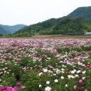 어치교 Daum카페