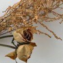 시엘로건