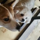 이리오시개 | [의정부 애견카페] 이리오시개 내돈내산 후기 (상주견많은애견카페,대형견애견카페,의정부데이트...