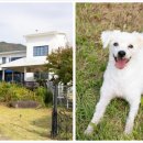 컴투펫 위탁보호센터 이미지