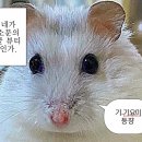 이상형 고르기 이미지