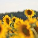 해바라기의꿈 이미지