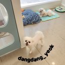 애견미용실 이미지