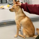 댕댕이 | 강아지 안 데려와도 OK! 힐링 제대로 한 인천 강아지카페 <댕댕이 카페> 후기