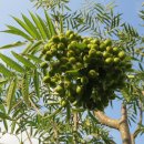 고향농장 이미지