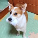 꼬망스 펫 살롱 이미지