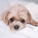 부산 강아지분양 디테일퍼피 이미지