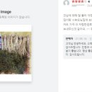 수억인삼