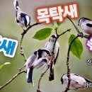 목탁새-정다운스님 작사-박범훈 작곡-강주현 편곡-바라밀합창단 노래 이미지