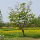 황룡친수공원 이미지