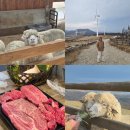 강림목장2 | [여행] 남자친구랑 함께한 평창 대관령 여행 2박3일 힐링 일정 (1일차. 삼양라운드힐 삼양목장, 하늘...
