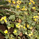 감국 [Chrysanthemum indicum]/들국화/국화차 이미지