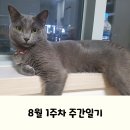또바기약국 | 2025년 8월1주차 주간일기