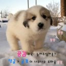 꼼빠냐 이미지