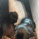 예삐애견 이미지