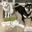 멍이와냥이네 이미지