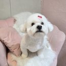 개이쁘댕 이미지