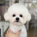 그루밍 하니 이미지