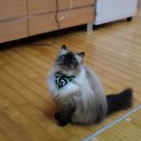 시바냥