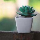 염소자리 이미지