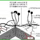 한국춘란과 균근균(菌根菌-mycorrhiza)02/균류와 세균(한이돕328) 이미지