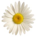 최정형외과의원 | 3개월 만에 월 500만원, 176가지 톰슨 테크닉 Drop 교정 마스터 과정 |에이드프라미스 K가디언즈