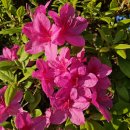 철쭉작은도서관 이미지