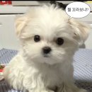 와빵