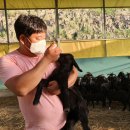 청정가축약품 이미지