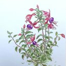 세밀화 보타니컬아트 이미지