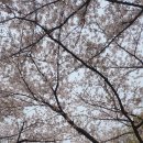 (주)진주랑 홈플러스김해점 | 김해 연지공원 산책길 벚꽃명소