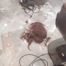 노겸주헤어