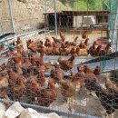 알프스산장 이미지