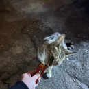 차성남로65번길 이미지