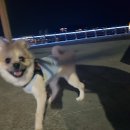 땡큐멍냥 이미지