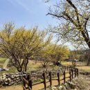 이천산수유마을 | 경기도 이천 산수유마을 개화시기 산수유축제