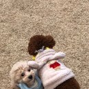 댕댕키친 이미지