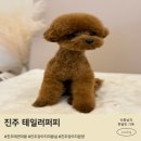 퍼피로그 강아지분양 진주점 | 진주 강아지 미용은 테일러퍼피가 정답이었어요