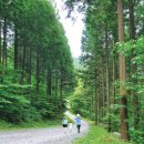 숲에 머물다 이미지