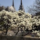 목련시장 | 대구 목련 명소 스팟 ‘청라언덕’ 3/26 실시간 웨이팅 주차