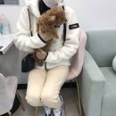 오아이펫강아지고양이